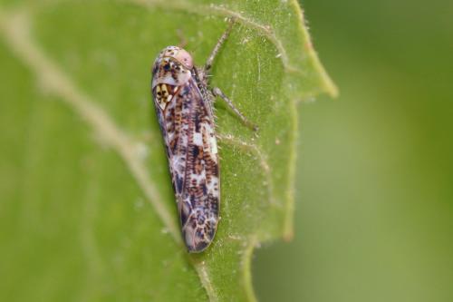 Réf. 235 070 : Allygus mixtus